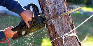 Best Tree Removal Services  in Princeton Meadows, NJ